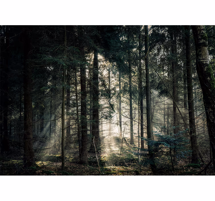 Wall mural nature tranquil woodland view - TenStickers