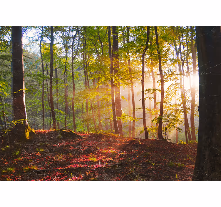 Forest wall mural sunlit woodland view - TenStickers