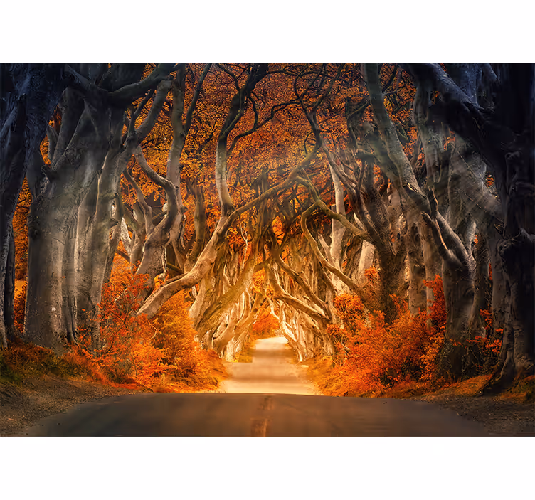 Enchanted forest path forest wall mural - TenStickers