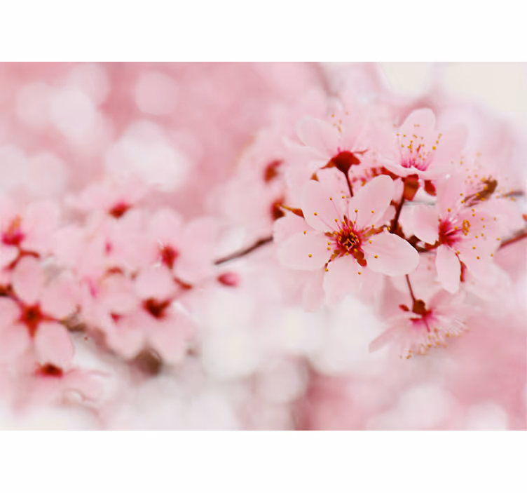 Flower wall mural cherry blossom blooms - TenStickers