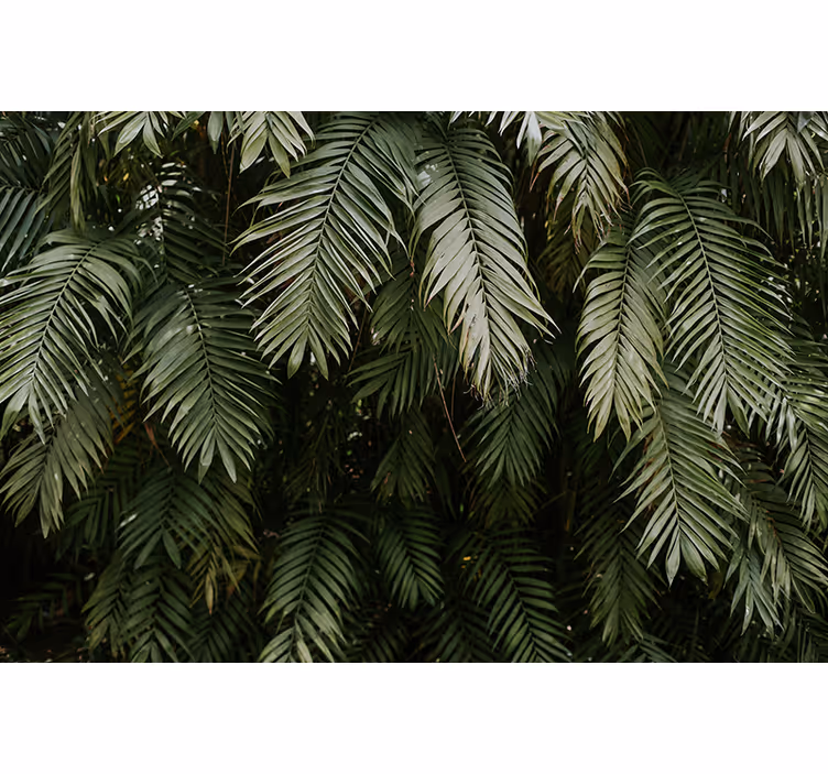 Wall mural nature tropical foliage - TenStickers