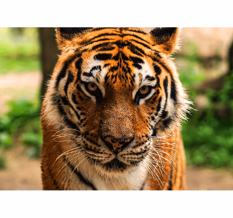 Animals wall mural regal tiger image - TenStickers
