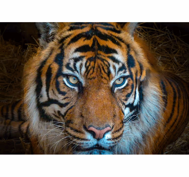 Animals wall mural regal tiger artwork - TenStickers