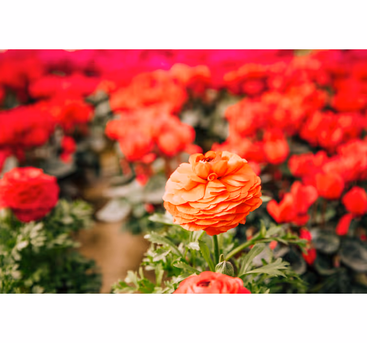 Red marigold mural wallpaper - TenStickers