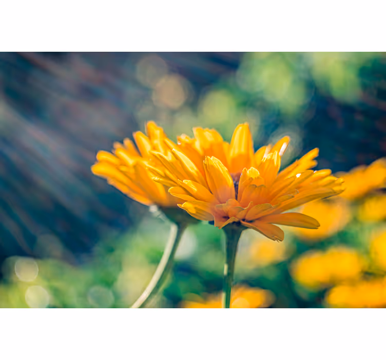 Two yellow marigold flowers mural wallpaper - TenStickers
