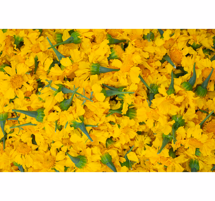 Marigolds background mural wallpaper - TenStickers