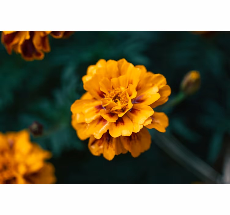 Yellow marigold flower mural wallpaper - TenStickers