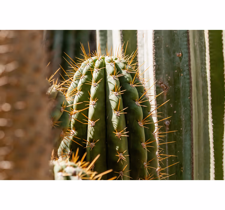 cactus close up desert wall mural - TenStickers