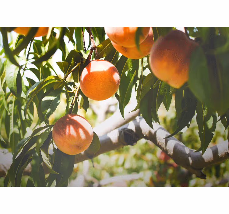 Peach tree photo wall mural - TenStickers