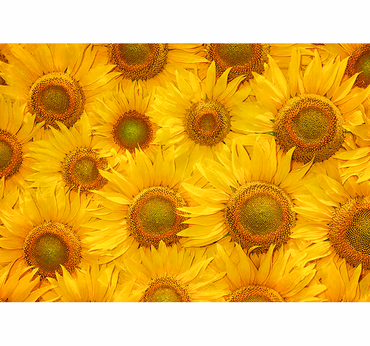 Sunflowers design living room wall mural - TenStickers