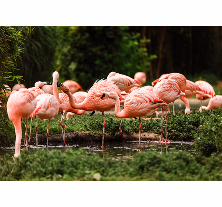 Flamingo Gathering animals wall mural - TenStickers