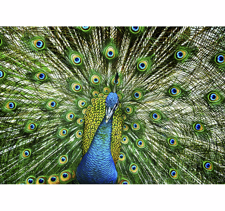 Peacock Feather Display animals wall mural - TenStickers
