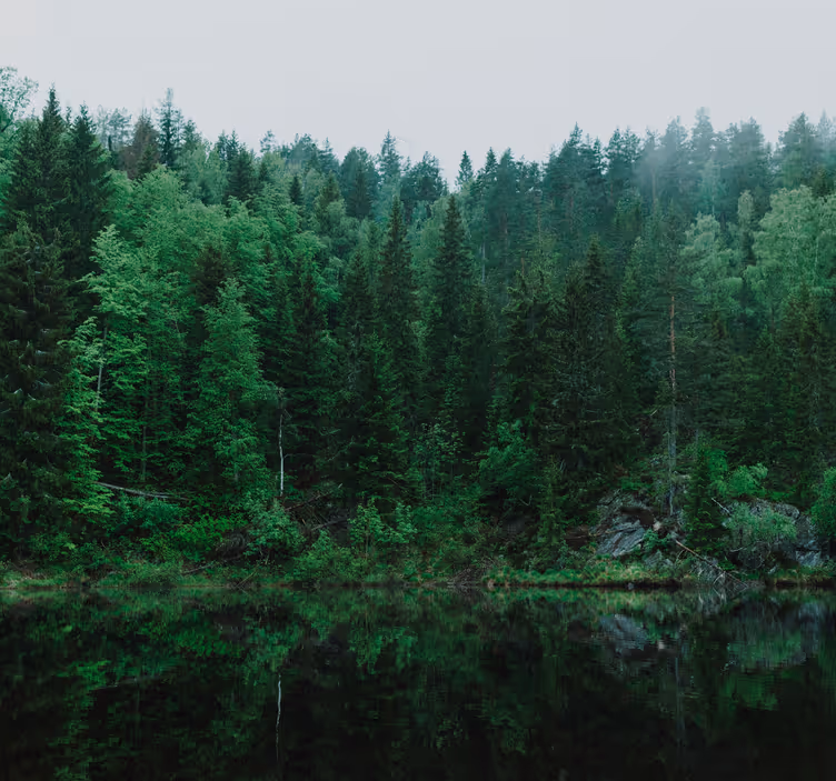 deep forest tree wall mural - TenStickers