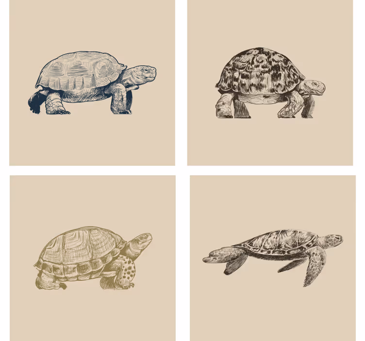 Vintage coasters with retro tortoise designs - TenStickers