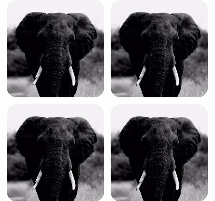 Vintage coasters monochrome elephant portraits - TenStickers