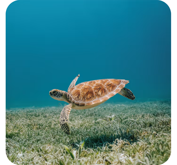 Modern coasters swimming sea turtle design - TenStickers
