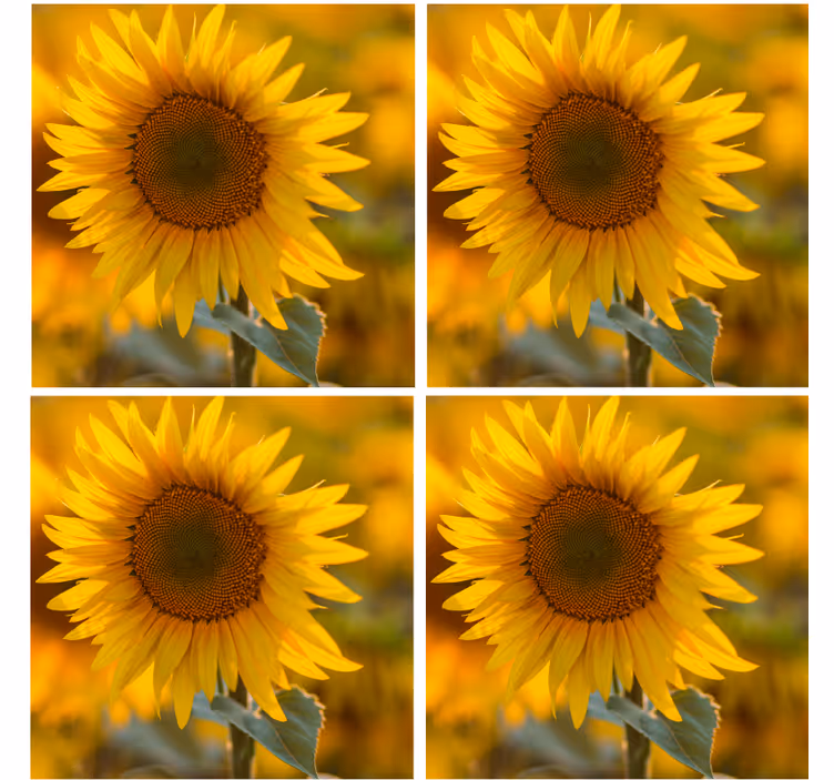 Modern coasters vibrant sunflower design - TenStickers
