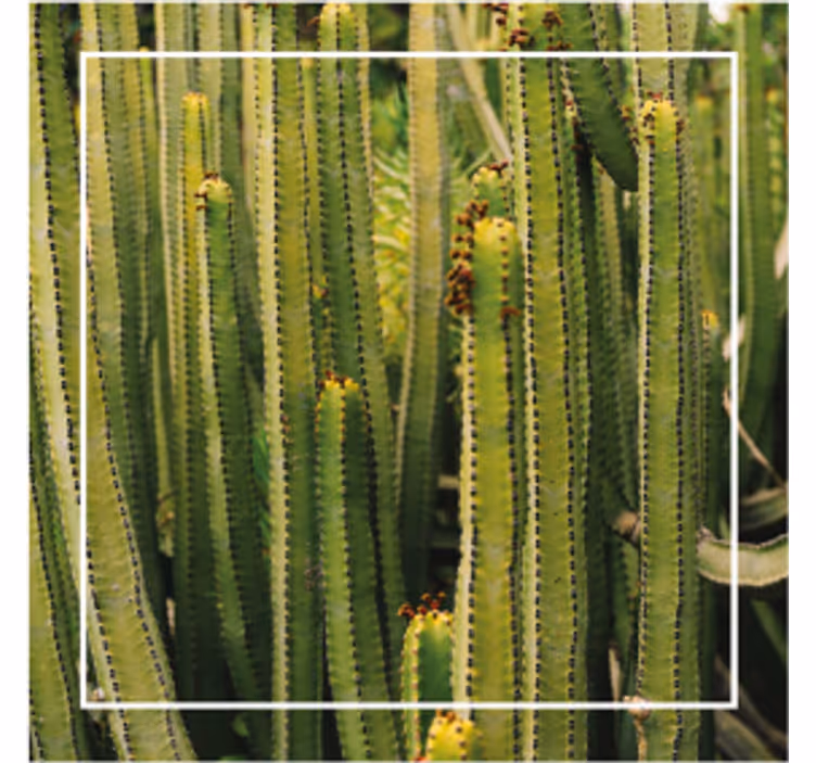 Texture coasters cactus texture surface - TenStickers