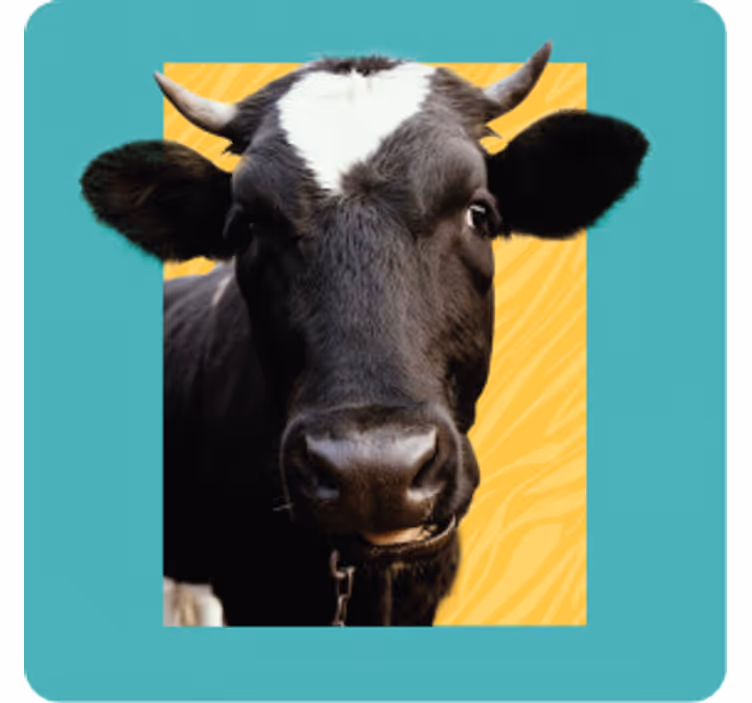 Pepping cow more coasters - TenStickers