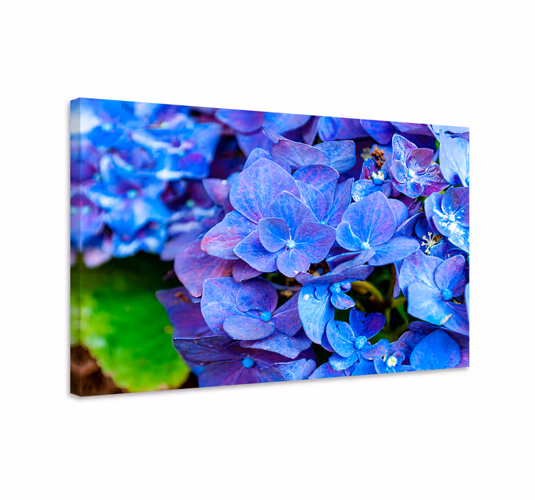 Blue canvas print hydrangea blossoms art - TenStickers