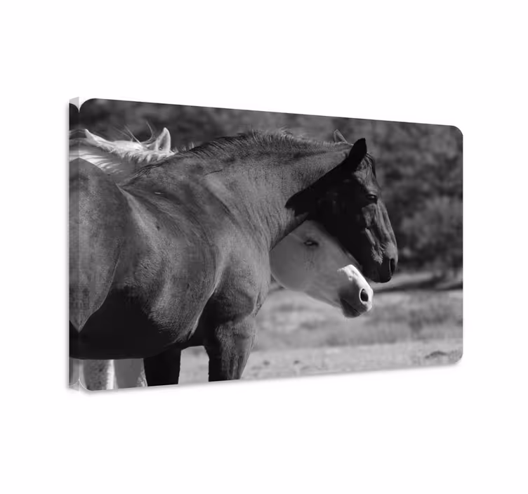 Horse wall art of black and white horses embracing - TenStickers