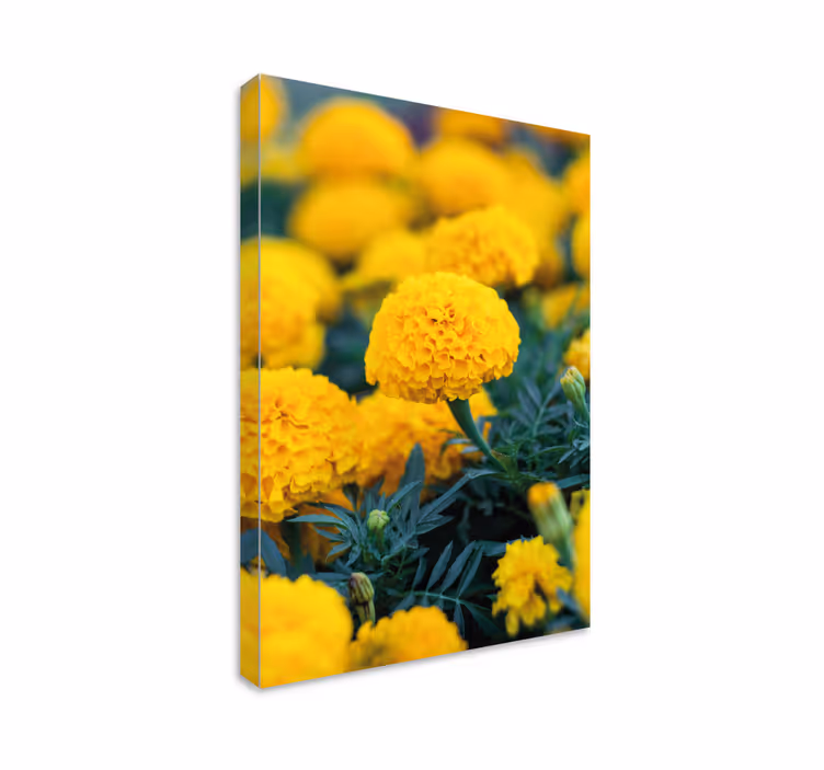 Flower canvas yellow marigold blooms - TenStickers