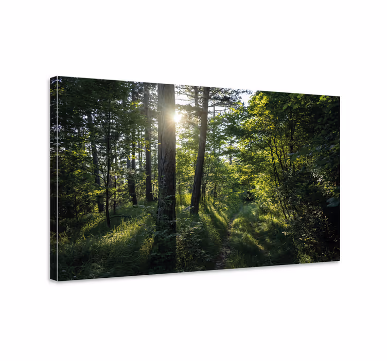 Landscape canvas illuminated woodland path - TenStickers