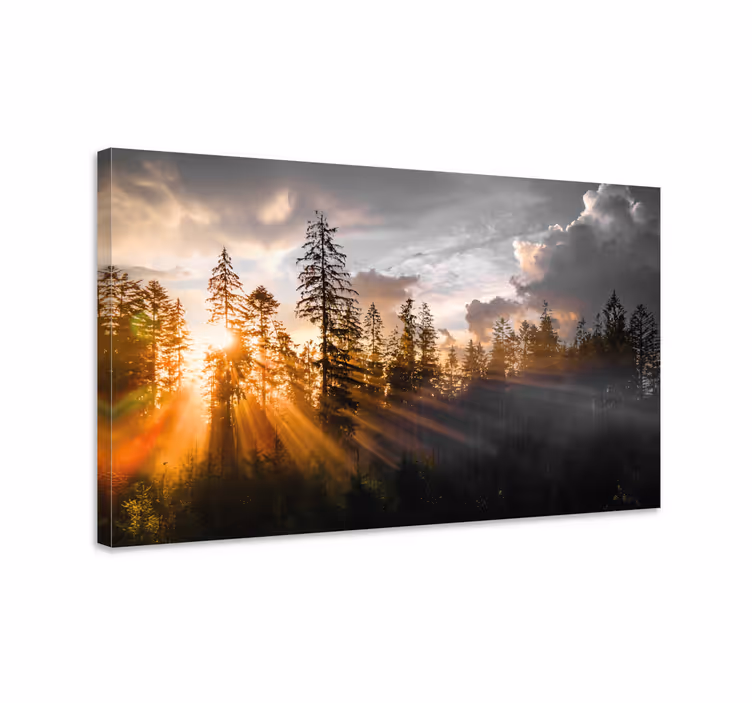 Forest with fog and sun landscape canvas - TenStickers