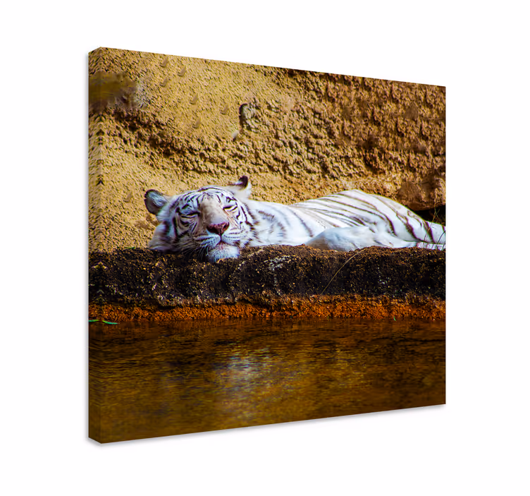 Tiger resting animal canvas prints - TenStickers