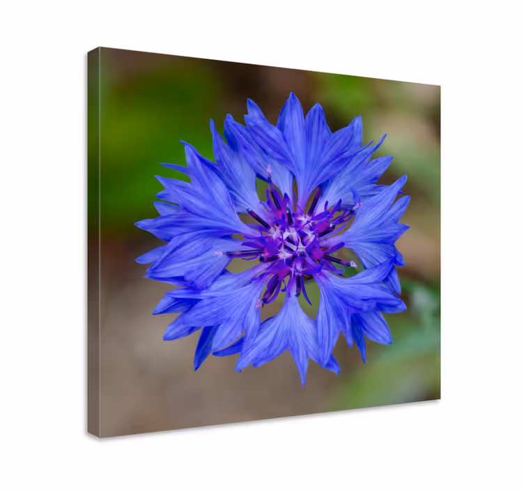 Flowers canvas blue flower bloom - TenStickers