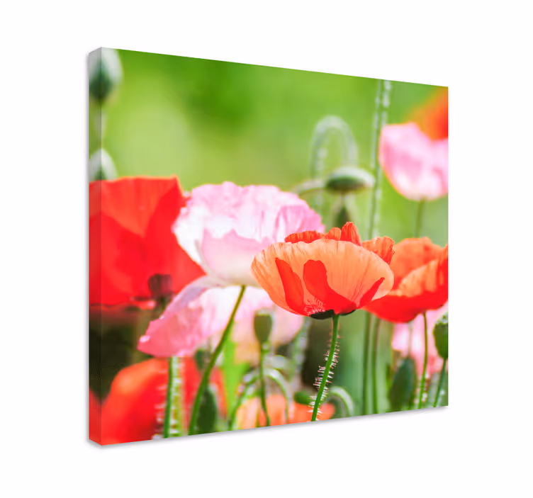 Flowers canvas colorful poppy cluster - TenStickers