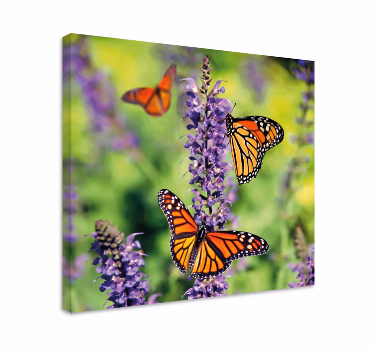 Butterfly canvas monarch butterflies gathering - TenStickers