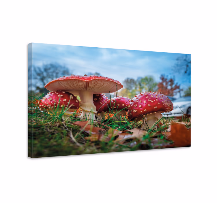 Flowers canvas red mushroom cluster - TenStickers