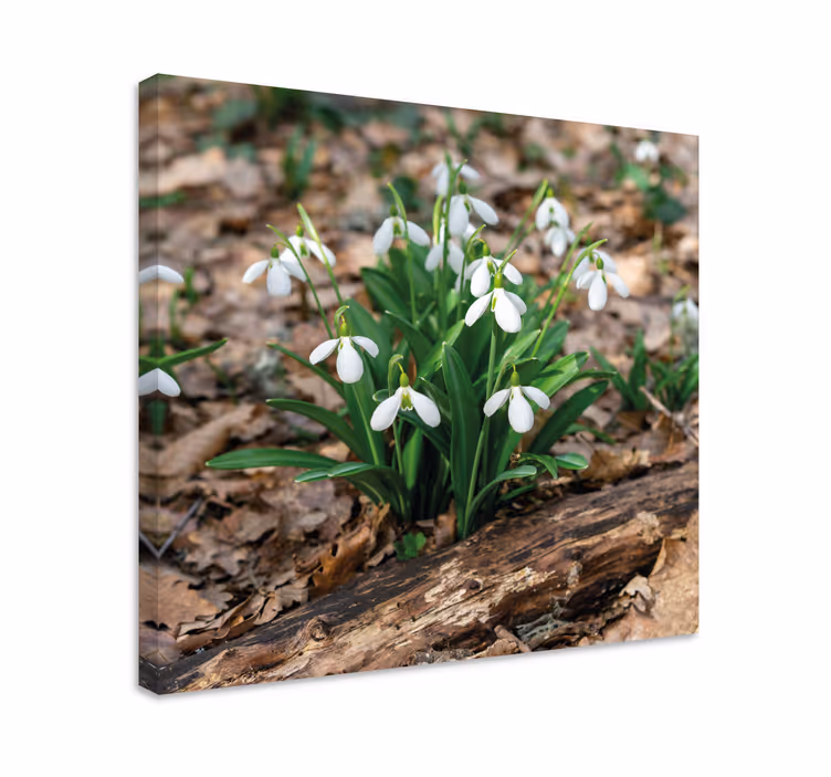 Flowers canvas snowdrop flowers bloom - TenStickers