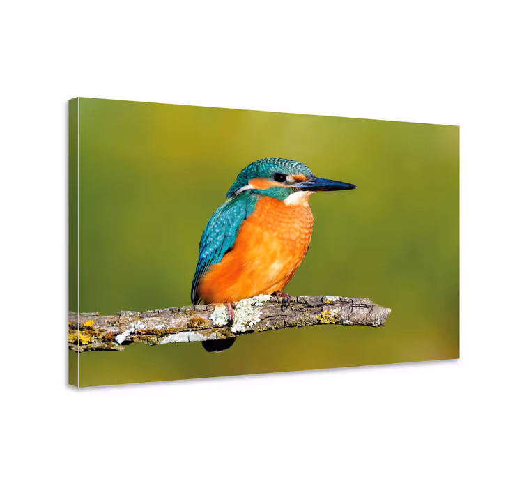 Kingfisher photo bird canvas prints - TenStickers