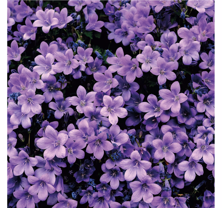 Vague purple flowers flowers wallpaper - TenStickers