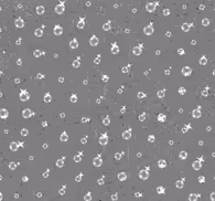 Pearls on concrete Abstract Wallpaper