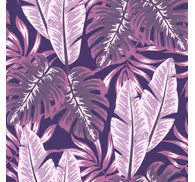 Purple maranta Nature Wallpaper