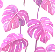 Monstera Deliciosa leaves wallpaper