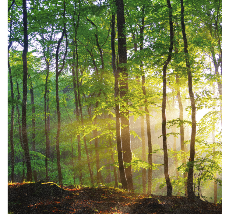 Tree blind for natural light in forest - TenStickers