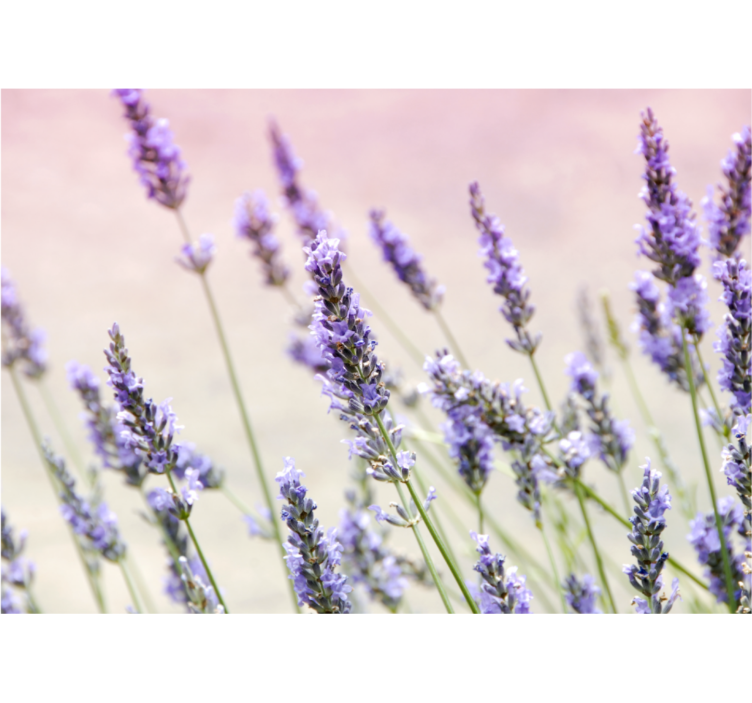 Kitchen roller blind a bunch of purple flowers - TenStickers