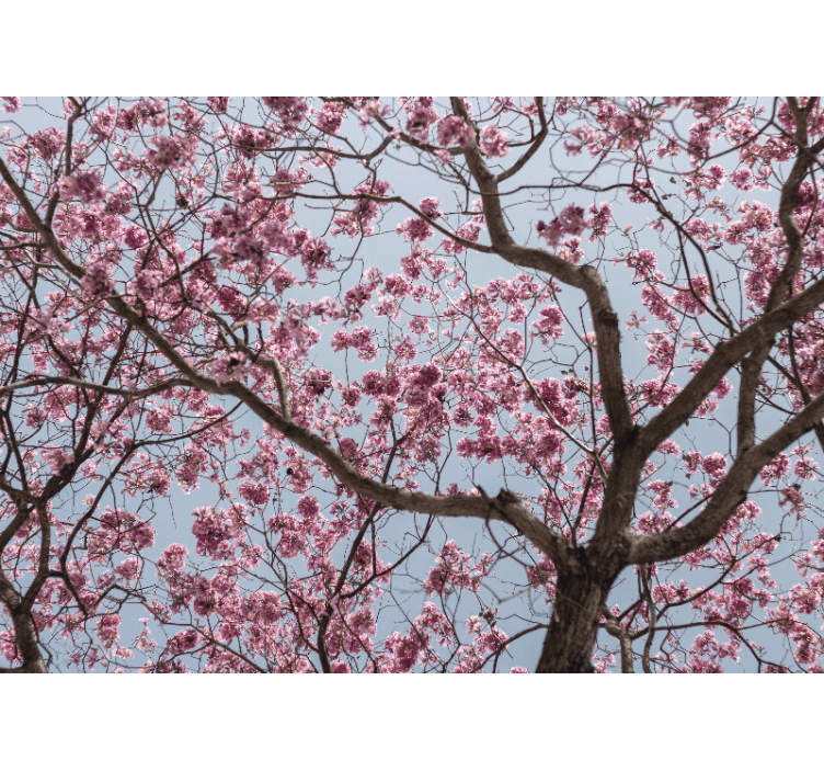 Kitchen roller blind beautiful pink cherry blossoms - TenStickers