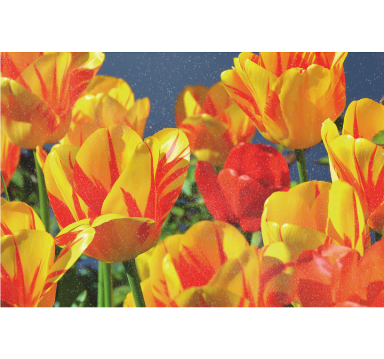 Living room blind in red and yellow tulips - TenStickers
