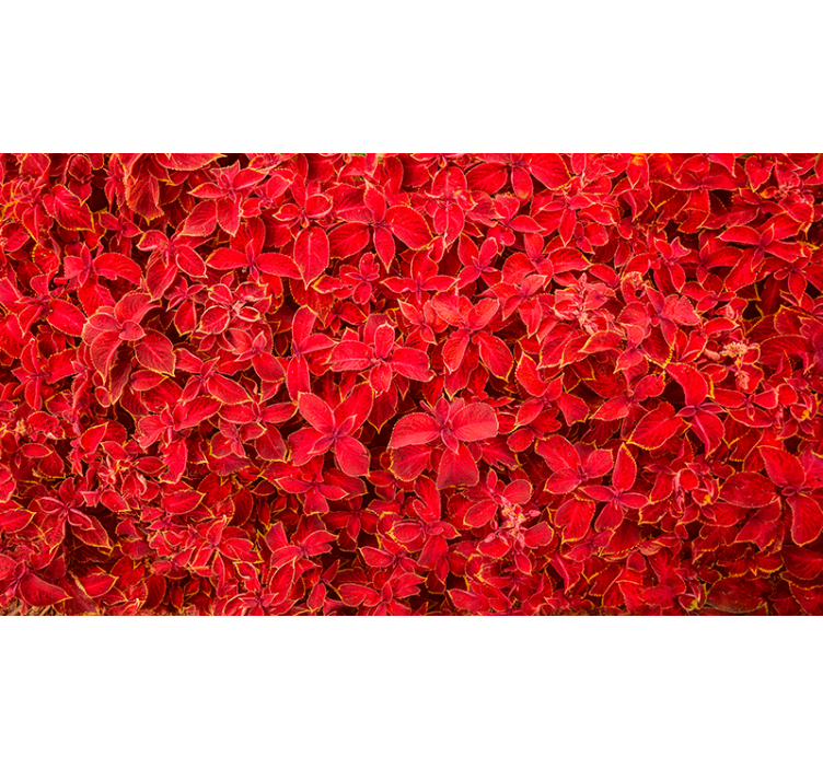 Red blind with floral petal design - TenStickers