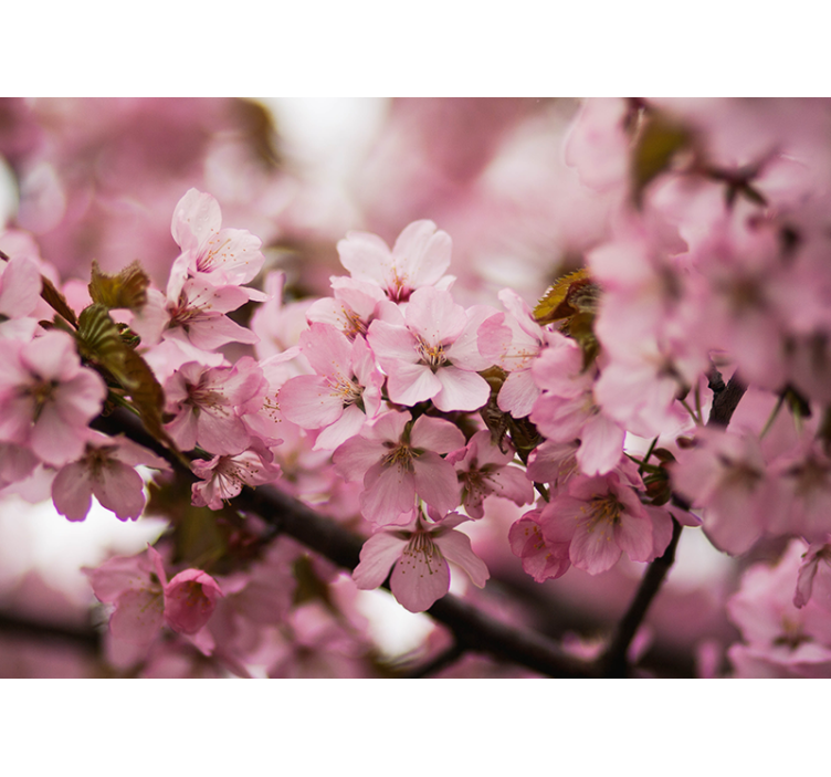 Blind pink cherry blossom - TenStickers
