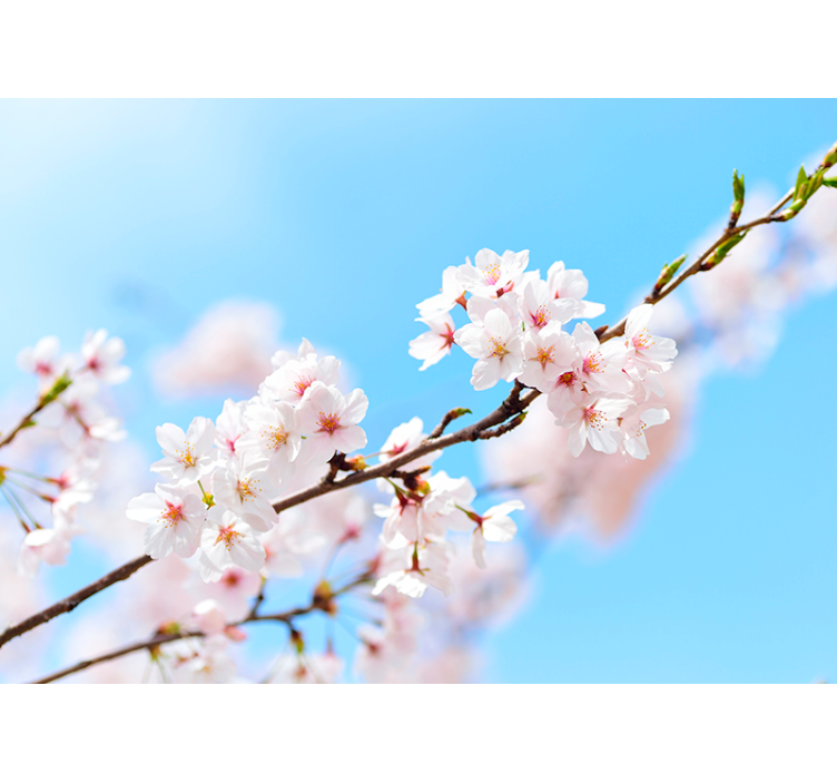 Living room blind white cherry blossom design - TenStickers