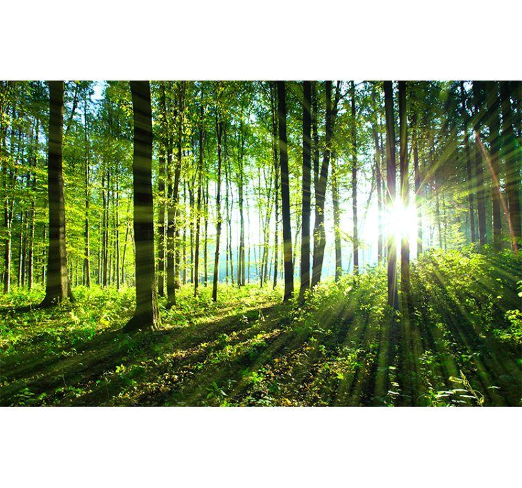 Living room blind forest landscape with light reflection - TenStickers