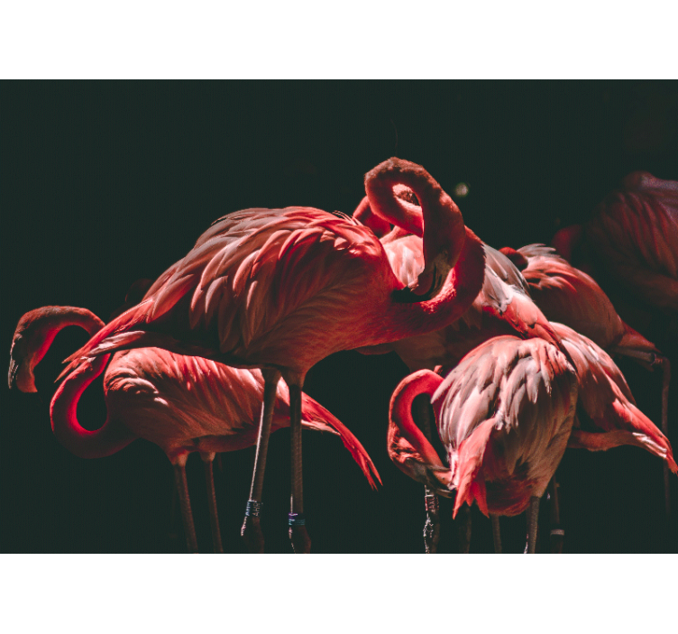 Living room blind with rim-lit pink flamingos - TenStickers