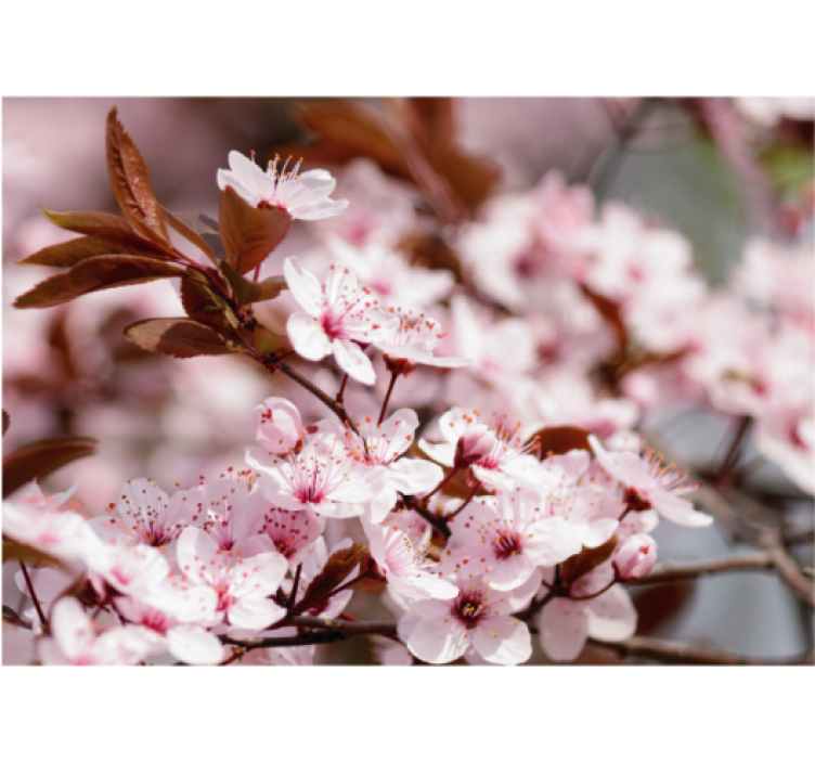 Living room blind cherry blossoms design - TenStickers
