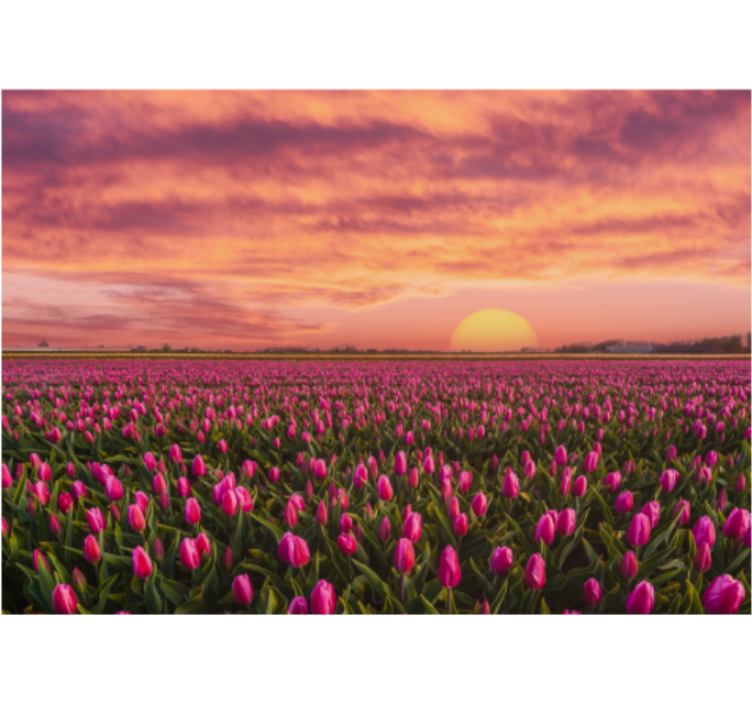 Living room blind sunrise and tulips - TenStickers